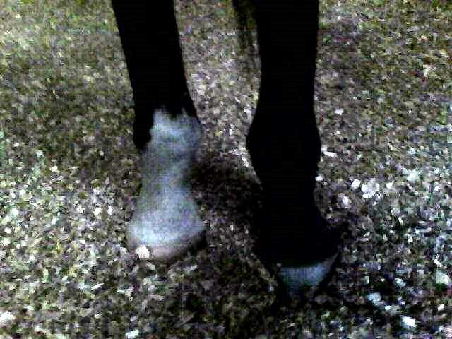 Equine visible-light inspection image